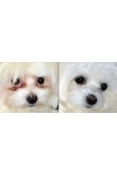 Eye Envy® Tear Stain Remover Solution For Dogs 237ml (8oz)